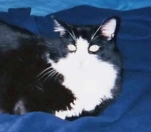 ringo2 (64K)